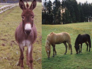 Pino Sandor und Fanny